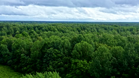 flyover forest cloudy sky on wonderful summer day i saareemaa estonia - dolly shot