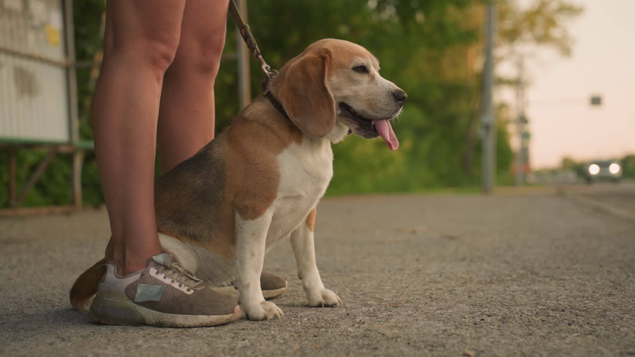 Dog sitting comfortably between owner's legs outdoors, looking thoughtful and content, with blurred background including passing car on rural road, green trees, and bus stop shelter