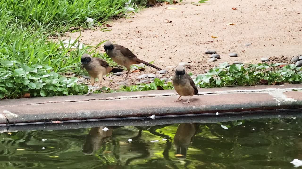 홍콩 의 연못 근처 에서 상호 작용 하는 새 들