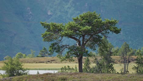 a solitary old pine tree in the norwegian tundra