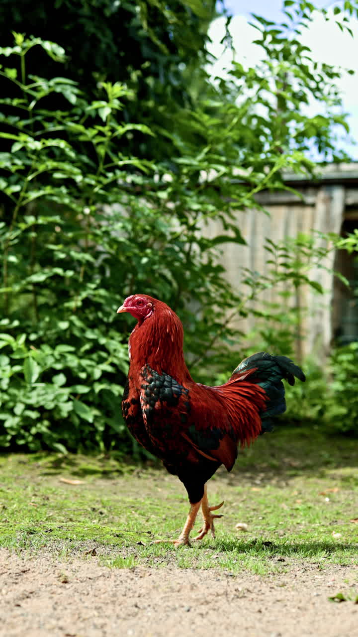 Fattoria con animali domestici, galline. Galline che camminano in un recinto con erba verde. Galline ruspanti nel campo. Zoo con animali domestici.