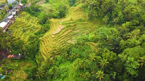 Beautiful-cinematic-Ubud,-Bali-drone-footage-with-exotic-rice-terrace,-small-farms-and-agroforestry-plantation