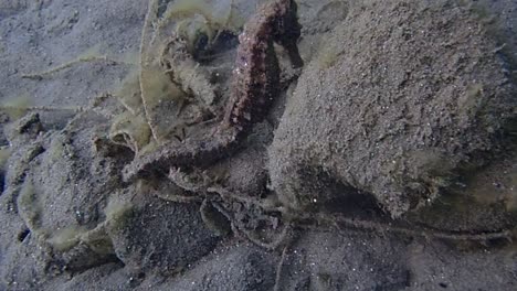 a big common sea horse is seen in the black sand of macro heaven ambon