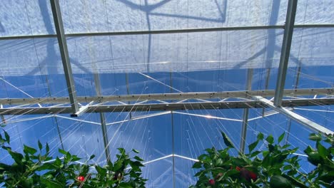 Commercial-hydroponic-hothouse-greenhouse-growing-peppers-and-vegetables-in-tall-rows