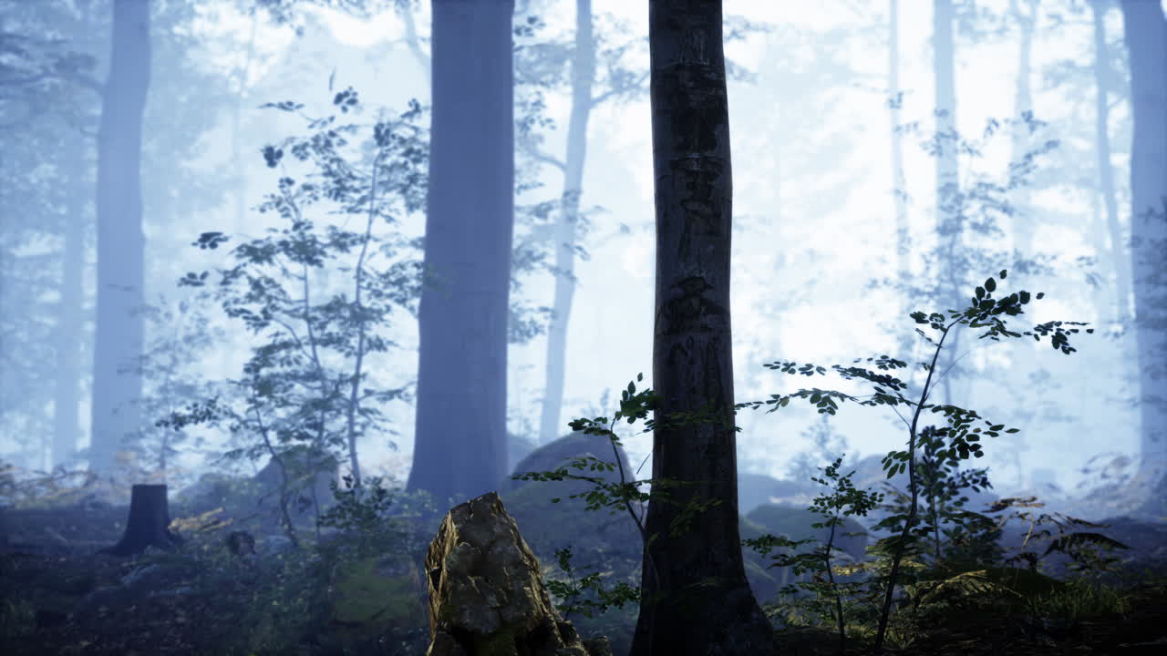 아침 안개 속 의 웅장 한 상록 숲 의 파노라마 전망