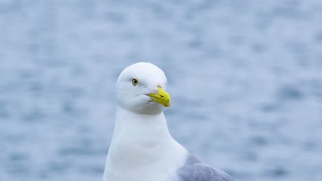 Close-up-bokeh-shot-of-a-seagull-shaking-its-head-and-looking-around-its-surroundings