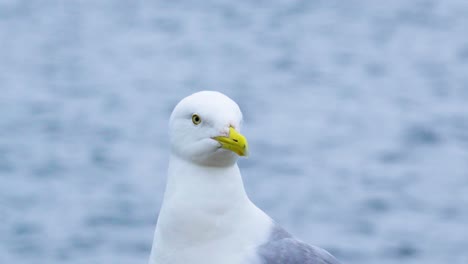 Eine-Bokeh-Nahaufnahme-Einer-Möwe,-Die-Ihren-Kopf-Schüttelt-Und-Sich-In-Ihrer-Umgebung-Umsieht