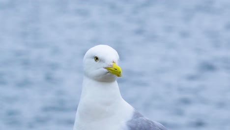 close-up bokeh shot of a seagull shaking its head and looking around its surroundings