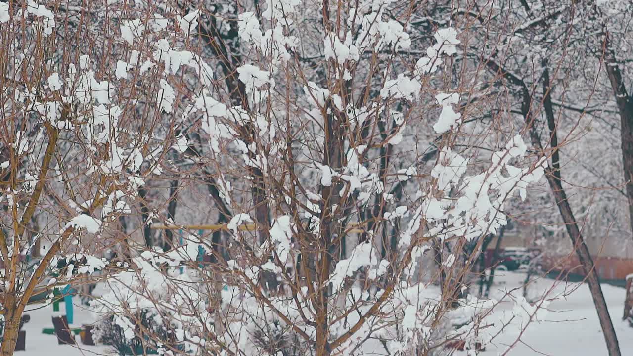 큰 가지와 두꺼운 녹는 눈이 있는 높은 나무