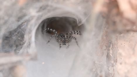 Una-Araña-Que-Se-Encuentra-En-Los-Bosques-De-Tierras-Bajas-Con-Una-Trampa-De-Telaraña-En-El-Suelo-Diseñada-Como-Un-Embudo-Que-Se-Estrecha-De-Ancho-A-Un-Túnel-Angosto-En-El-Que-Llevará-A-Su-Presa-Al-Interior