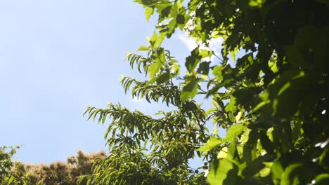 leaves at the wind on a sunny day
