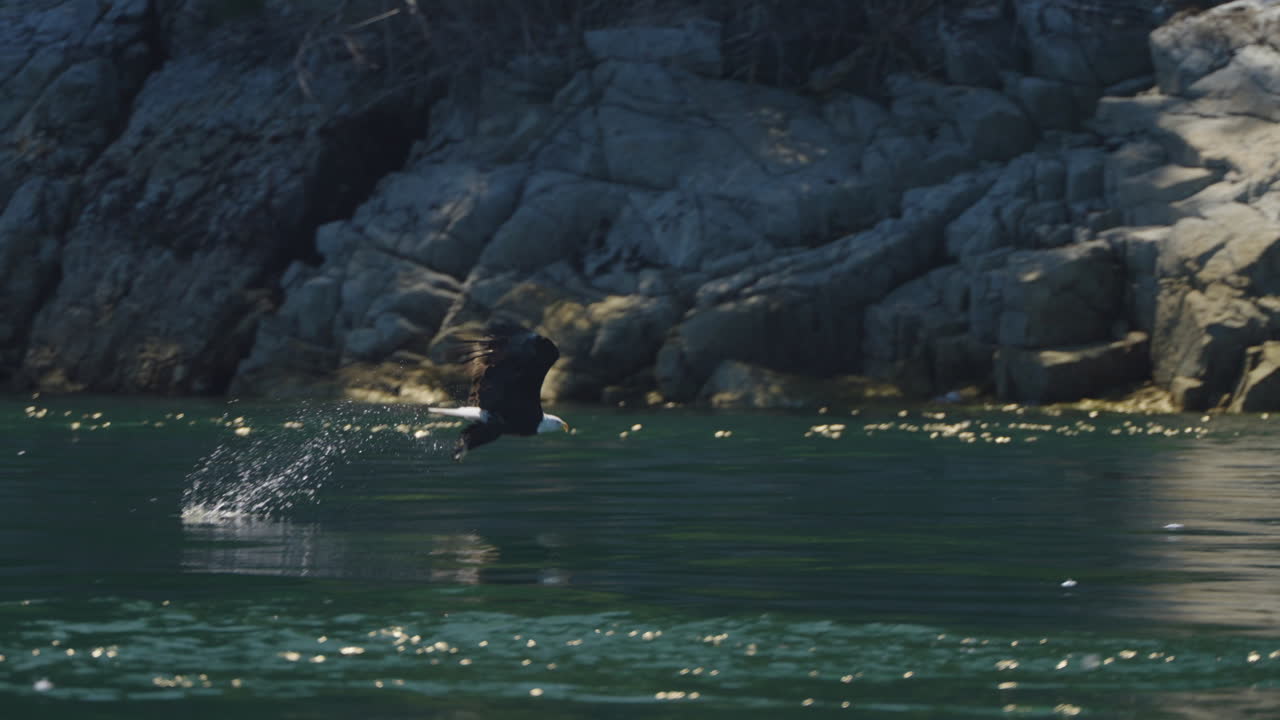 águila atrapando peces en el océano en canadá