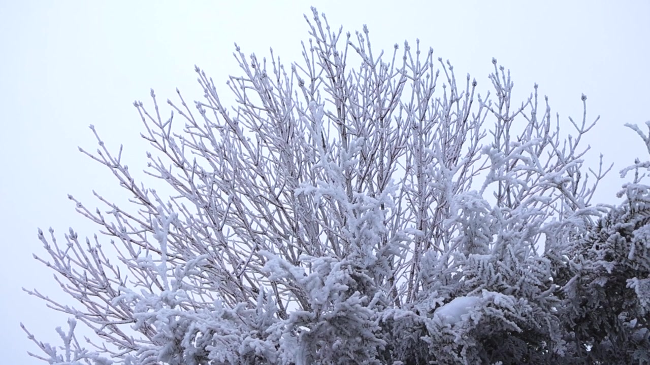 Vacker vinterscen med delikat rimfrost och nysnö som täcker ett träds kala grenar mot en mulen himmel. Naturlig kallvädersskönhet och fridfullt frostigt landskap