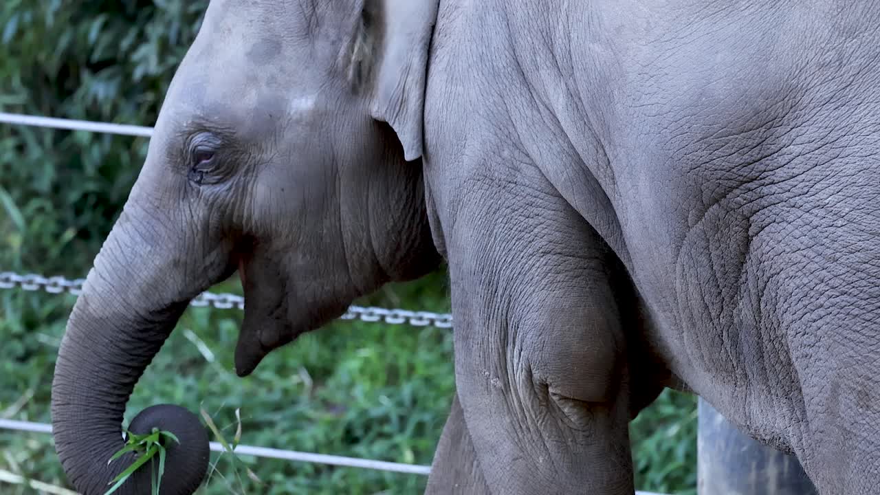 잎 을 먹기 위해 리 를 사용하는 코끼리