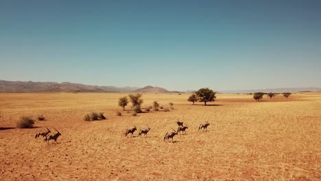 namibia kalahari desert in africa