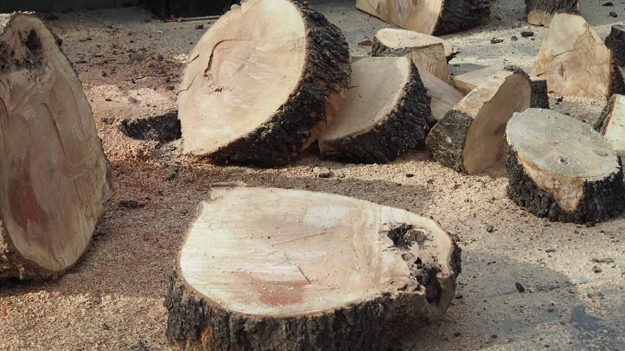 cerca de los troncos de árboles cortados con aserradura