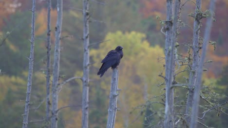 beautiful raven perched on a dead tree in algonquin provincial park