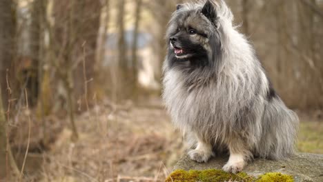 beautiful keeshond is sitting on a rock with moss