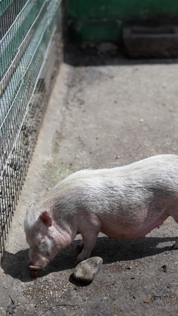 동물원 안의 작은 돼지