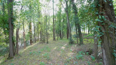bosque de otoño, paseo cardán