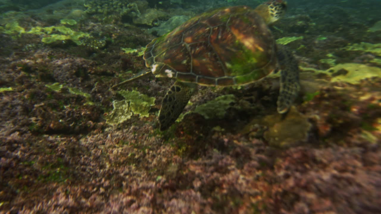 Sea turtle glides effortlessly flapping fins above seafloor, slow motion underwater
