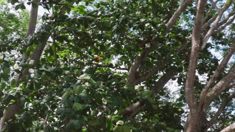 árboles que crecen sanos bajo la luz del sol