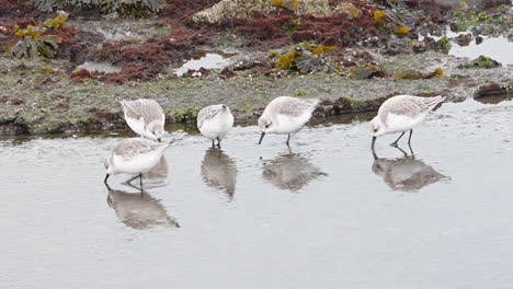 sanderling small flock in winterplumage foraging at shoreline