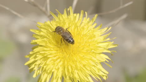 bee feeding on yellow dandelion and flying away