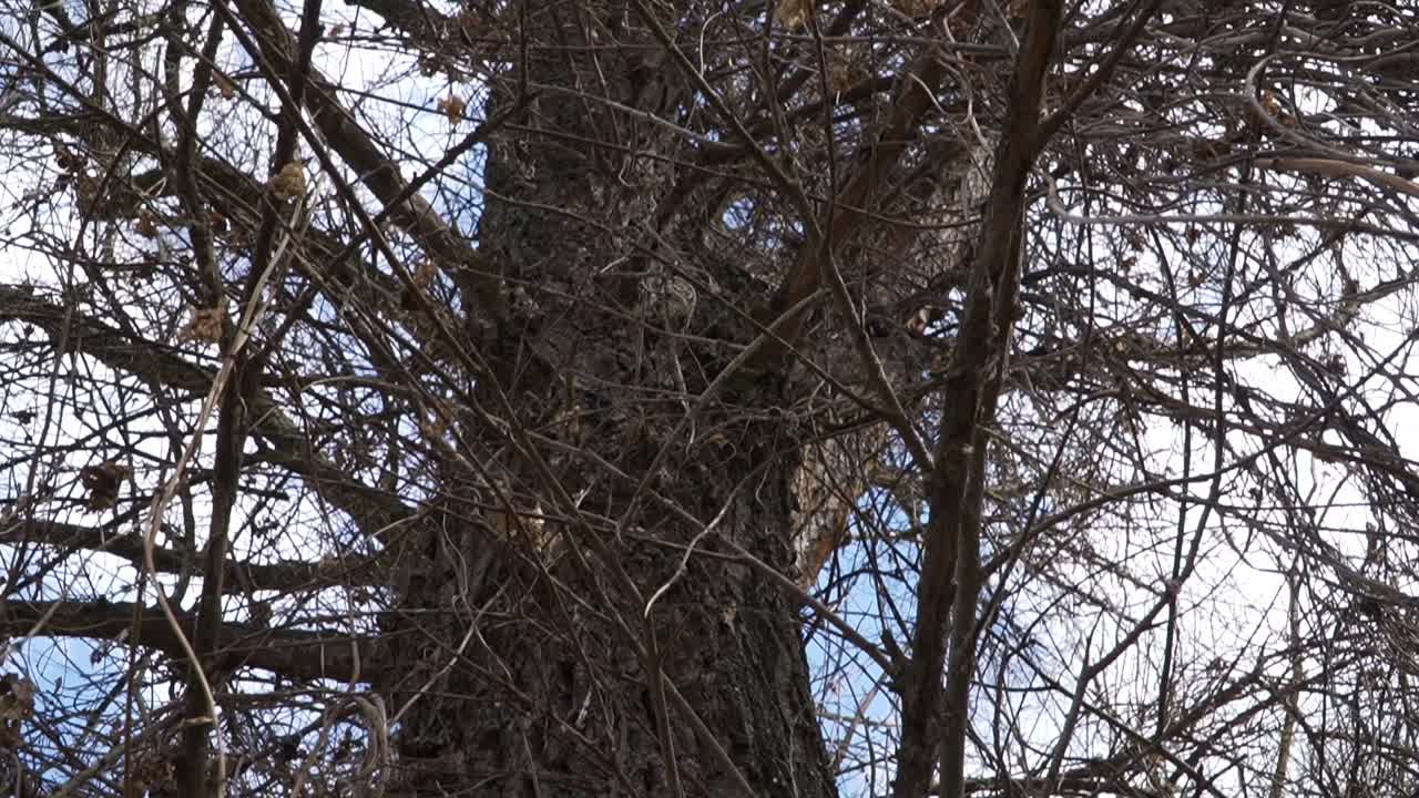 A detailed macro shot of an aged tree trunk with sprawling bare branches and a few dried leaves, set against a partly cloudy sky. Ideal for nature, landscape, and environmental projects.