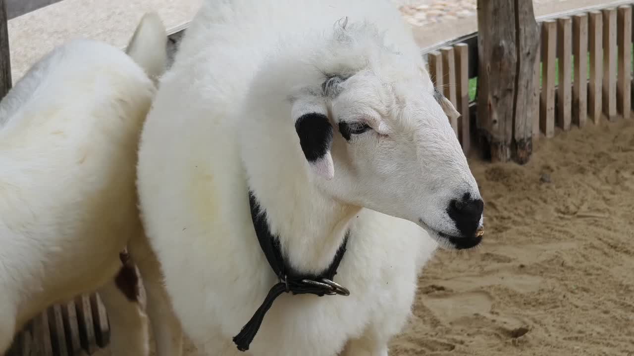 양 들 은 양  에 혀 있다