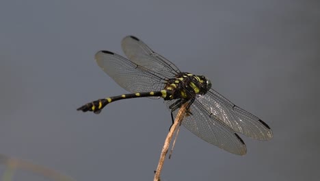 La-Libélula-De-Cola-De-Brida-Común-Se-Ve-Comúnmente-En-Tailandia-Y-Asia