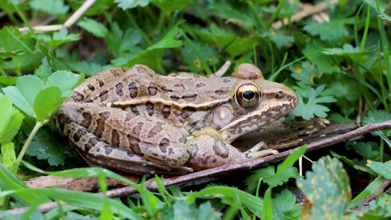Rana leopardo meridionale Lithobates sphenocephalus, vista laterale ravvicinata.