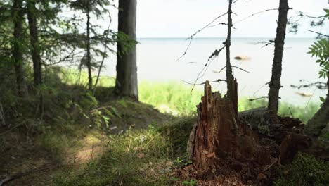 Weathered-tree-stump-in-forest-of-Lahemaa-National-Park,-Northern-Estonia