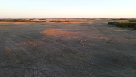 Aerial-view-of-pronghorn-antelope-herd-being-chased-from-above-during-sunset-in-Alberta,-Canada