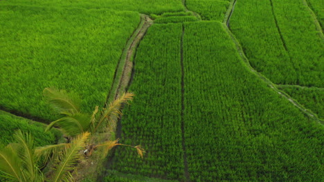 Vista-Aérea-Terrazas-De-Arroz-Drones-Volando-Sobre-Arrozales-Tierras-De-Cultivo-Agrícolas-Granjas-De-Cultivos-De-Asia-Rural-4k