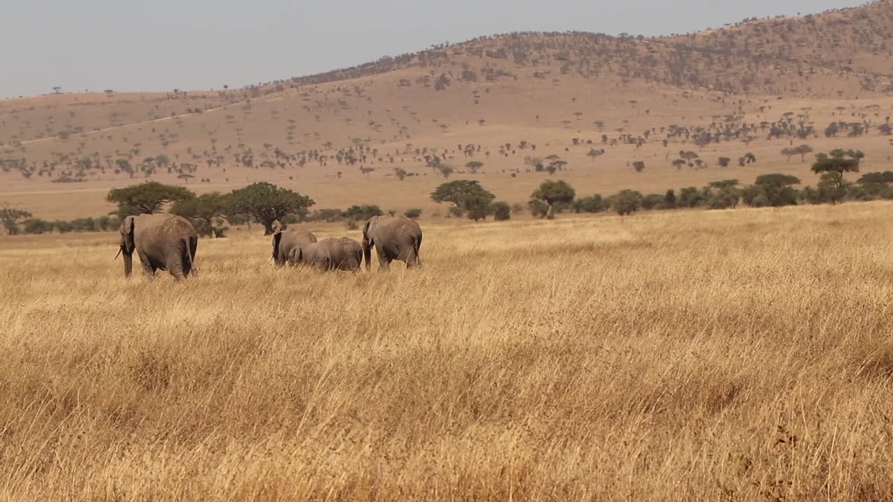 Rodzina afrykańskich słoni przechodzi przez równiny Serengeti w Tanzanii