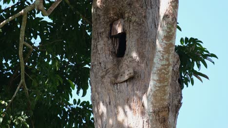 una hoja cae en el lado izquierdo y luego se muestra el pico de la hembra mientras está trabajando en su nido, gran cálao indio buceros bicornis, parque nacional khao yai, tailandia