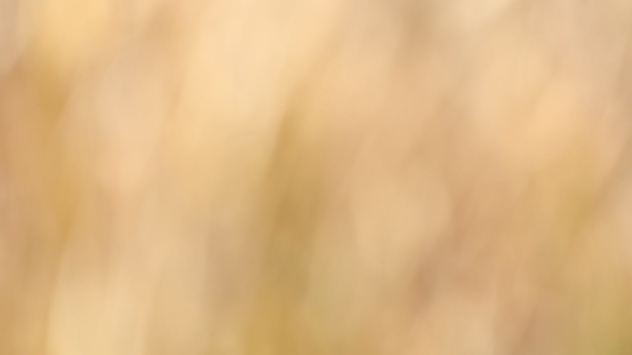 fondo o telón de fondo de bokeh natural de otoño, objeto gráfico de la temporada de otoño