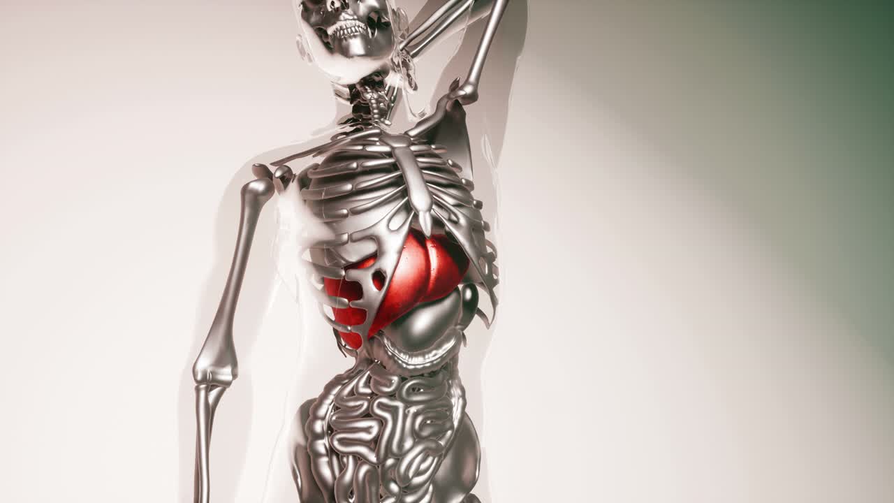 modelo de hígado humano con todos los órganos y huesos