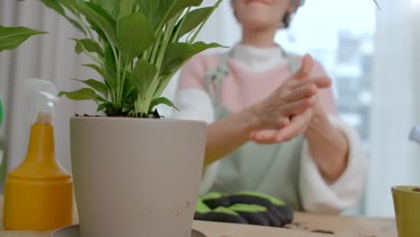 senior woman caring for houseplants