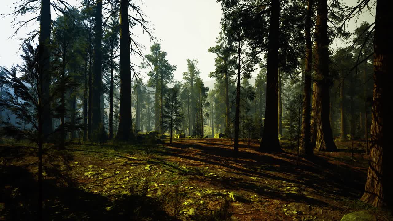 La luce solare screziata rivela un terreno impegnativo su un sentiero escursionistico nel bosco