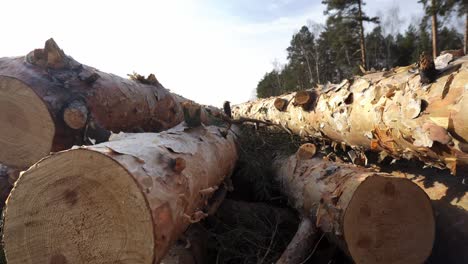 closeup footage of felled tree logs lying one by one in the forest at summer day