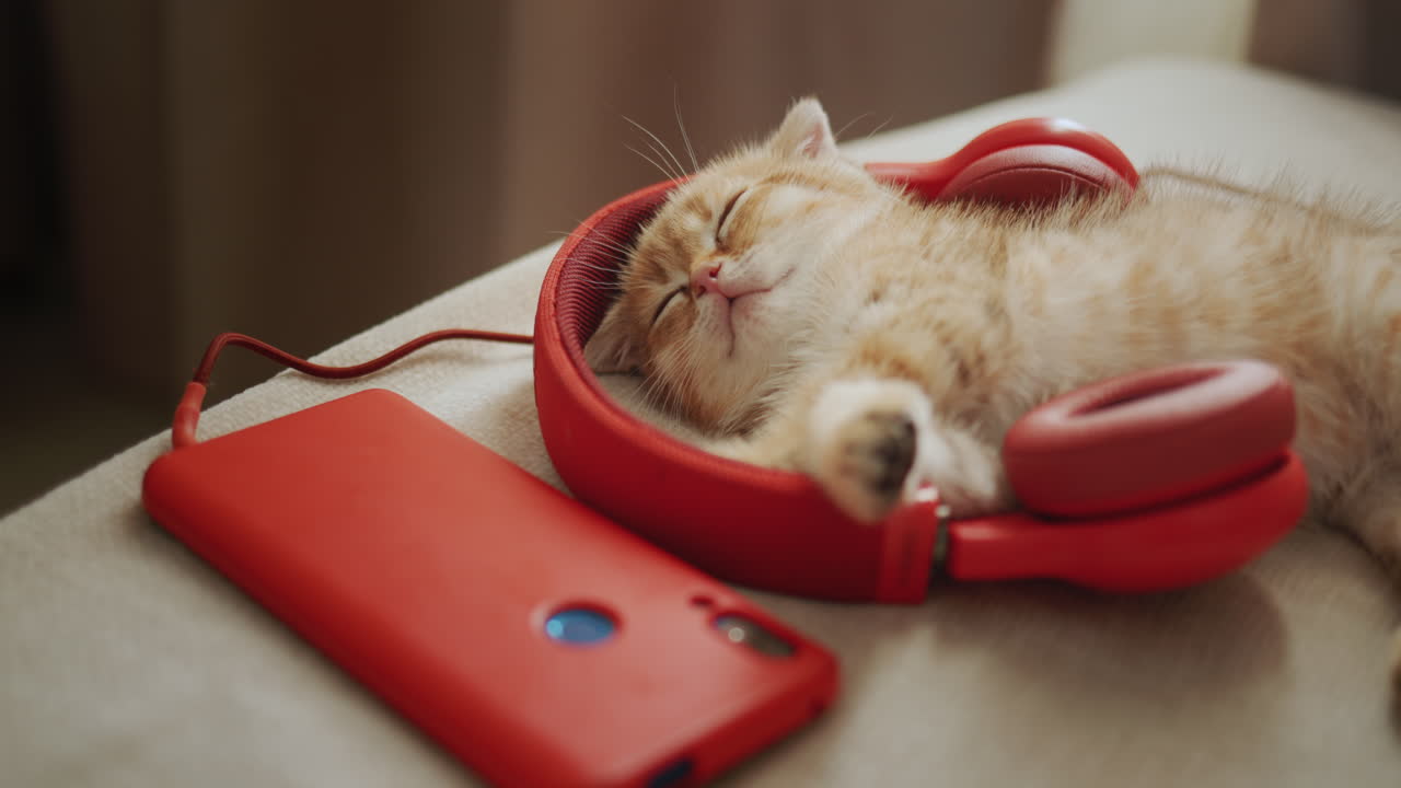 el gatito rojo, amante de la música, duerme con auriculares rojos.