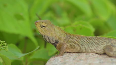 close up side view changeable lizard stand on a rocky stone