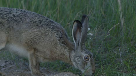 liebre salvaje corriendo y comiendo en la carretera a cámara lenta con ojos grandes