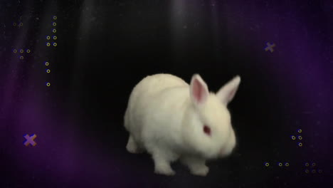 animación de formas sobre conejo sobre fondo negro