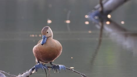 whistling duck in pond chilling uhd mp4 4k ..