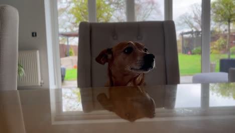 lindo perro marrón que se ve triste y quiere atención detrás de la cámara en una gran casa blanca en la campiña inglesa en el reino unido