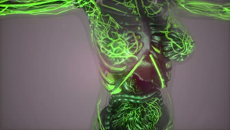 Human-Body-with-Glow-Blood-Vessels