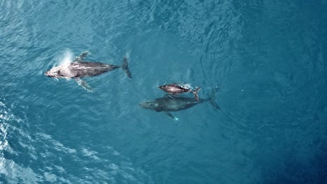 Ternero-Y-Ballena-Jorobada-Adulta-Soplando-Agua-En-El-Océano-Azul